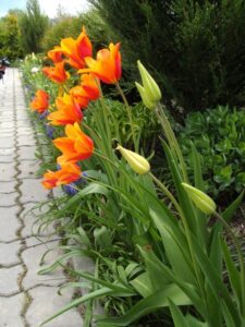 Kwiaty i&nbsp;rośliny